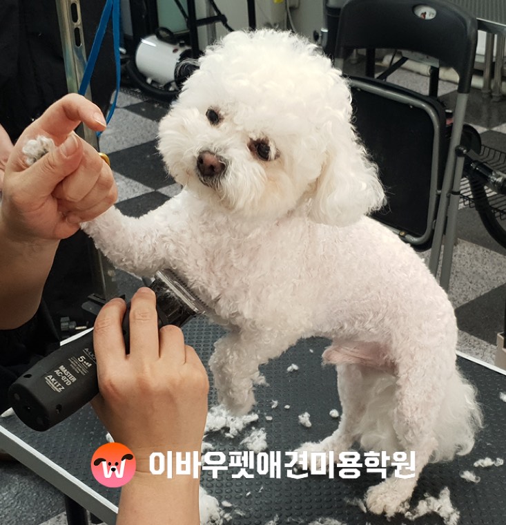 이바우펫 분당 캠퍼스 가위 실습 실제 사진
