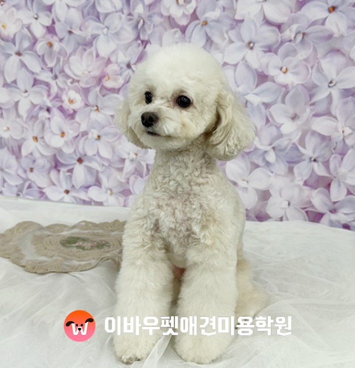 이바우펫 분당 캠퍼스 푸들 미용 실제 사진