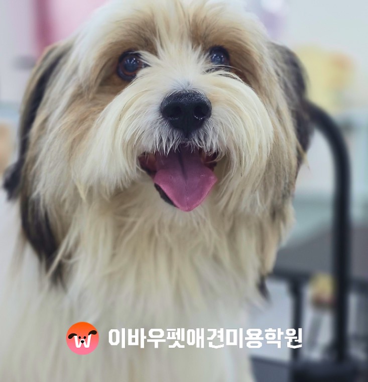 이바우펫 분당 캠퍼스 장모견 미용 실제 사진