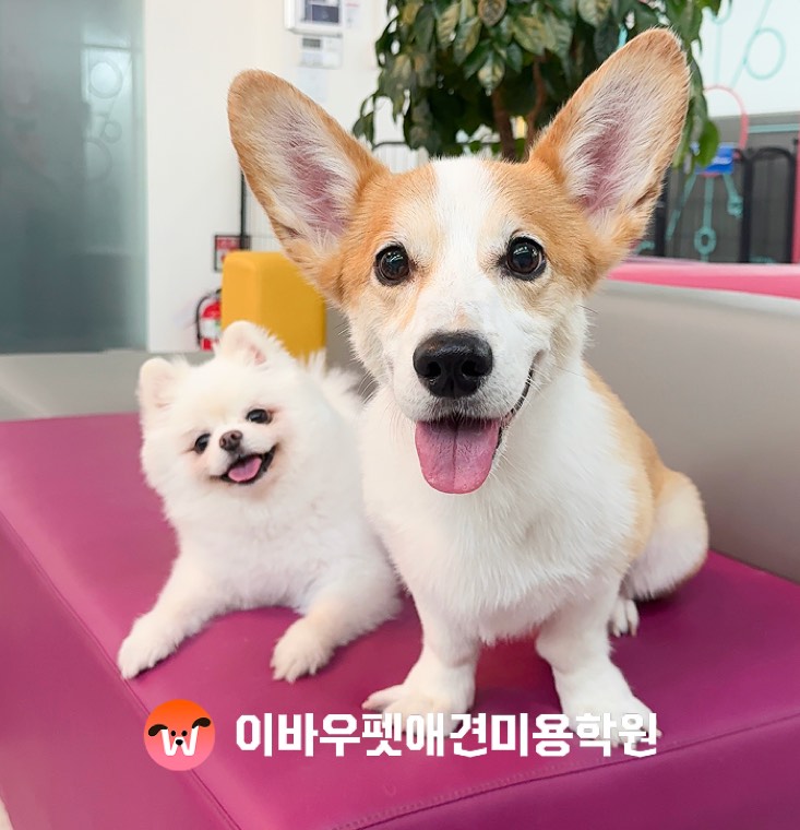 이바우펫 천호 캠퍼스 미용 결과 실제 사진