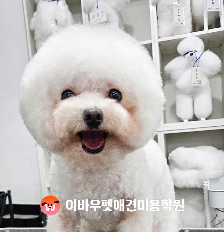 이바우펫 천호 캠퍼스 비숑 미용 실제 사진
