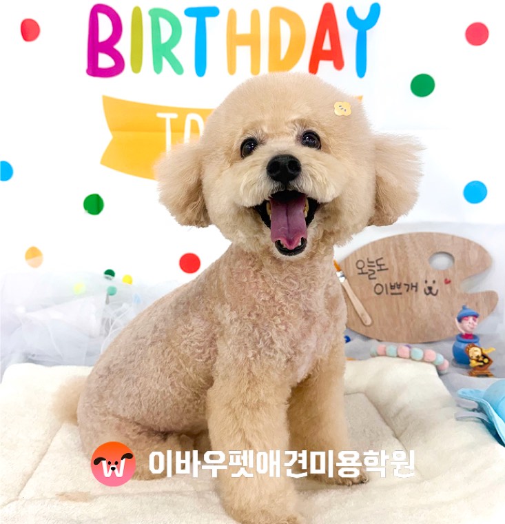 이바우펫 천호 캠퍼스 푸들 미용 실제 사진