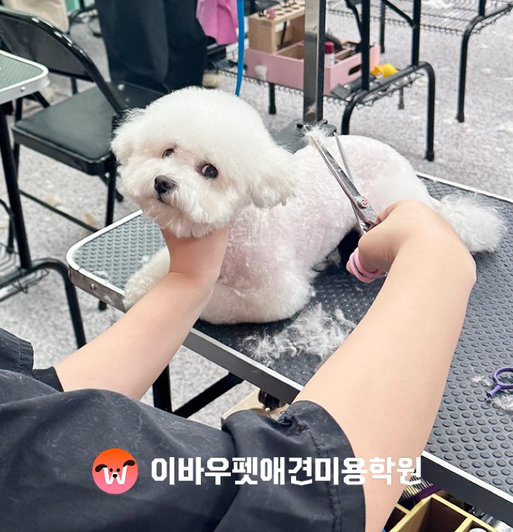 이바우펫 강남 캠퍼스 가위 실습 실제 사진