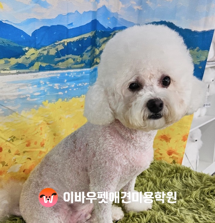 이바우펫 강남 캠퍼스 비숑 미용 실제 사진