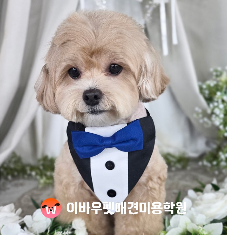 이바우펫 강남 캠퍼스 미용 결과 실제 사진