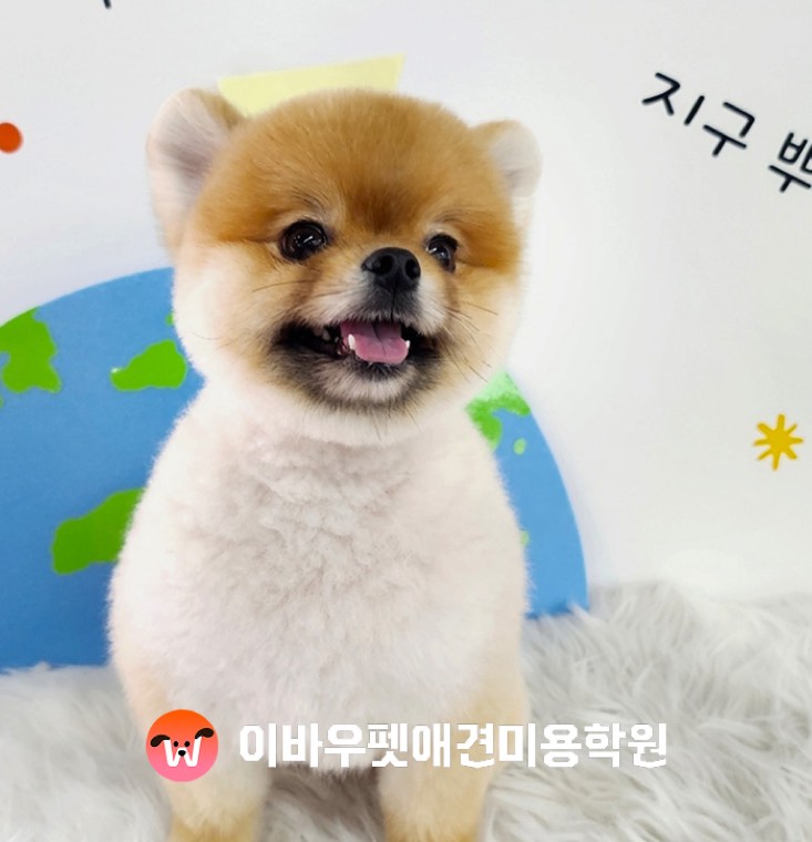 이바우펫 일산 캠퍼스 미용 결과 실제 사진