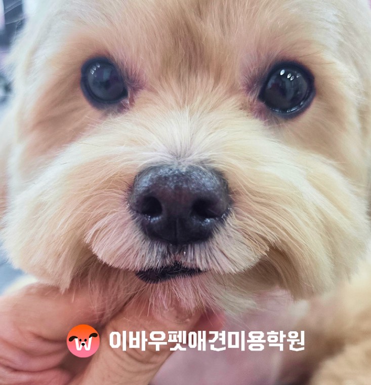 이바우펫 일산 캠퍼스 실습 중 실제 사진