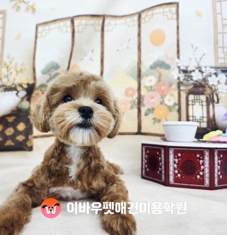 이바우펫 노원 캠퍼스 미용 결과 실제 사진