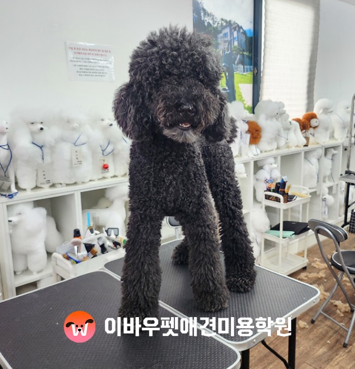 이바우펫 노원 캠퍼스 푸들 미용 실제 사진