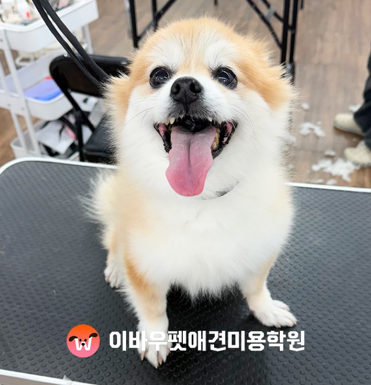 이바우펫 노원 캠퍼스 미용 결과 실제 사진